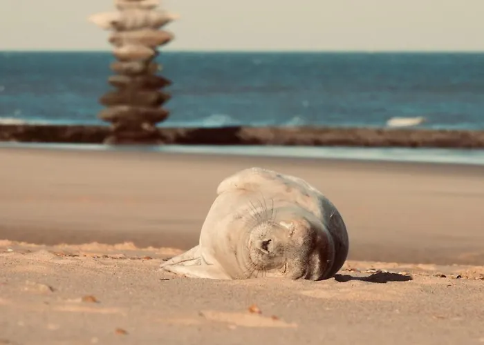 Aime Aan Zee Beachhouse 5p - Private Garden & 2 Free Parkingspots فيلة